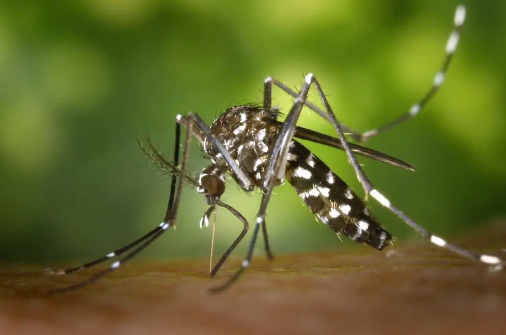 Zika Virus infection